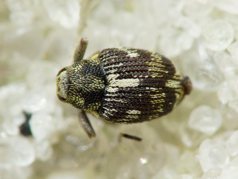 Coeliastes lamii (Fabricius, 1792)